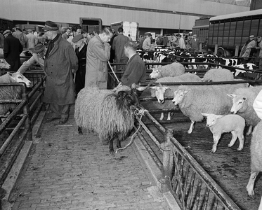 850388 Afbeelding van schapen en kalveren in hokken en rondlopende veehandelaren, bij de Veemarkthal (Croeselaan) te ...